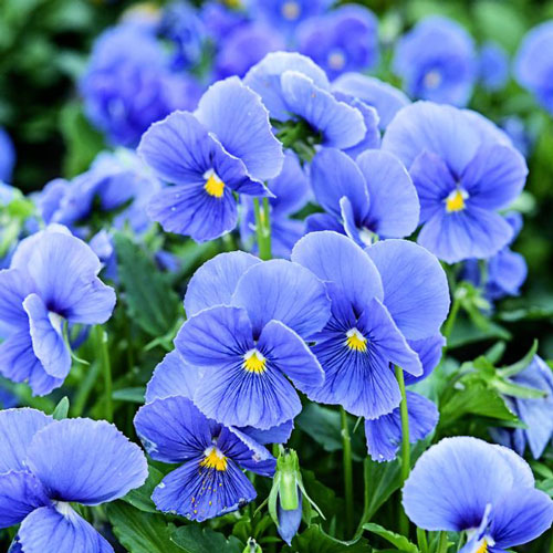 Viola - Celestial Blue