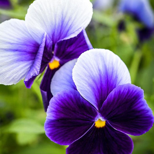 Viola - Super Beaconsfield