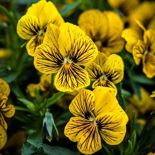 Viola - Tiger Laeta
