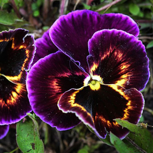 Viola - Velvet Blue