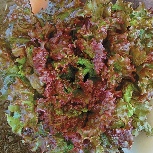 Lettuce, Red Leaf- Vulcan