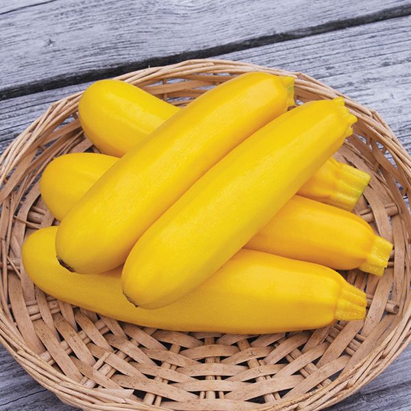 Yellowfin Zucchini
