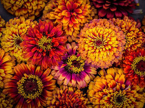 Zinnia - Macarenia
