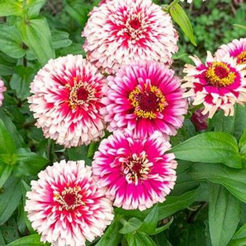 Zinnia - Mazurkia