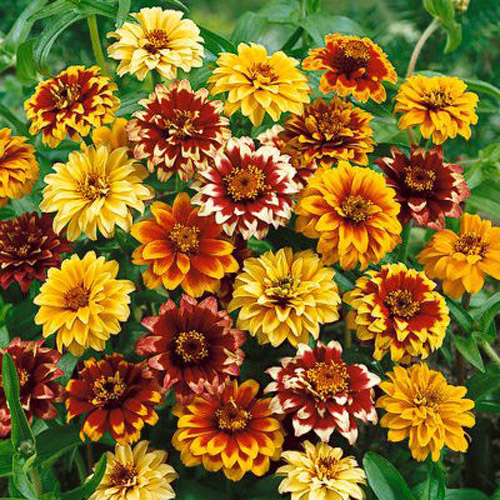 Zinnia - Persian Carpet