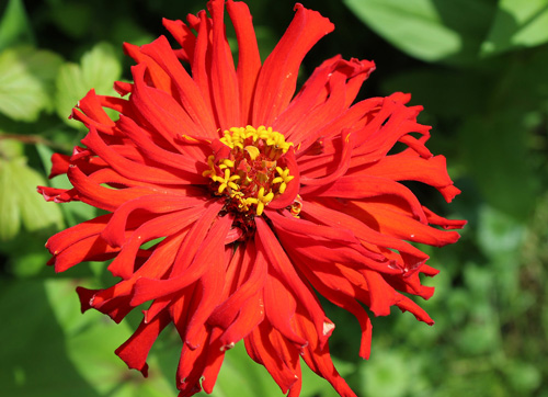 Zinnia - Redman Super Cactus