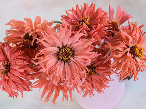 Zinnia - Pink Señorita