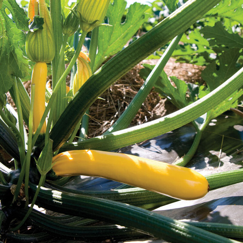 Golden Glory Zucchini