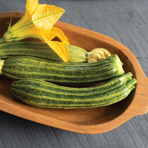 Pantheon Zucchini